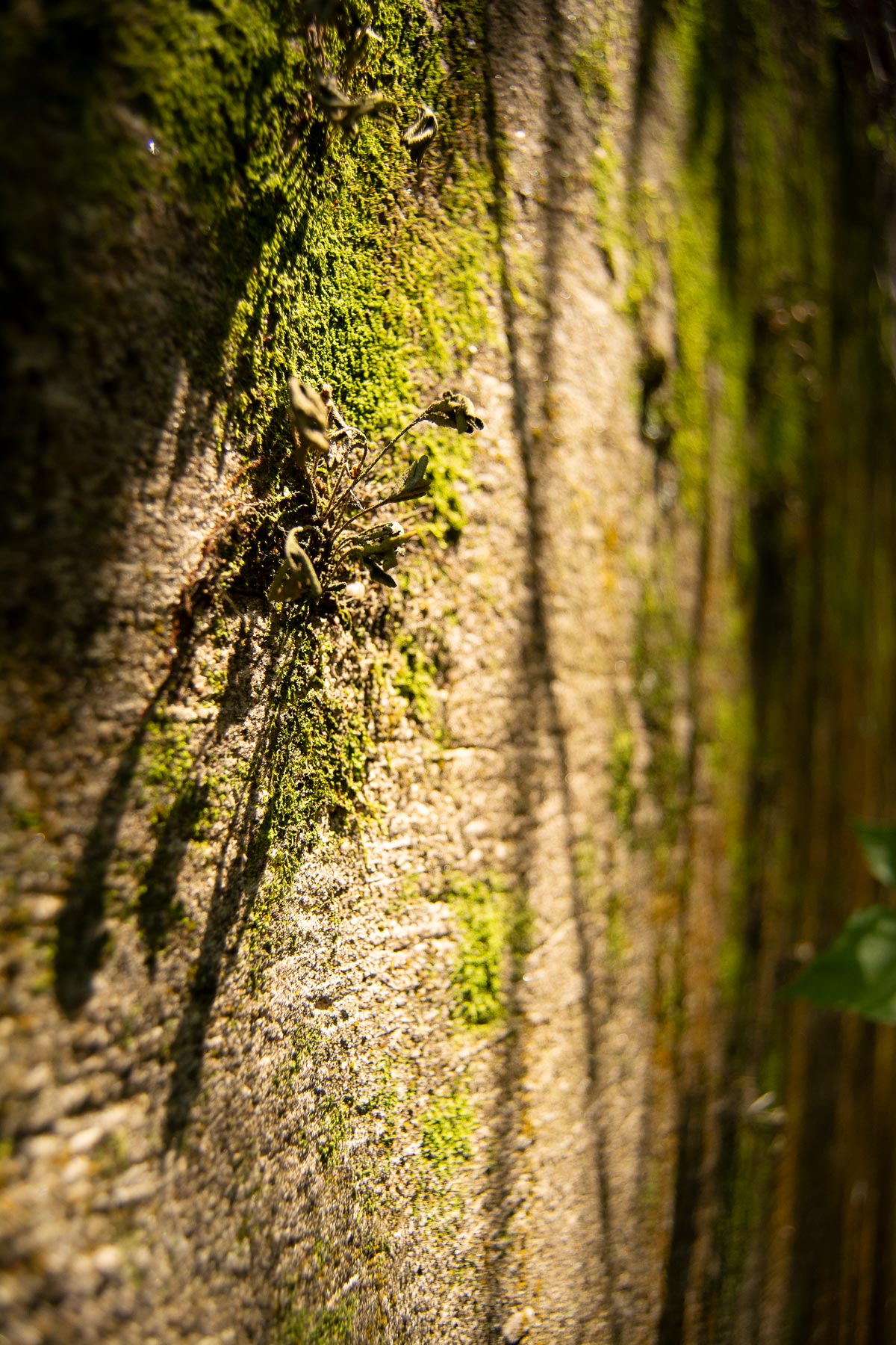 Cement wall with overgrowth